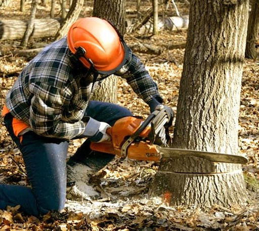Tree Removal in Cedar, KS